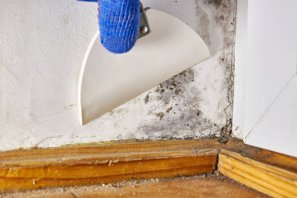 Best Real Estate Mold Inspection  in Niagara Falls, NY